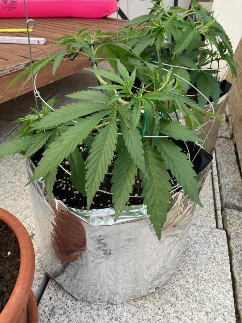 Melonade Runtz Outdoor. Week 8
