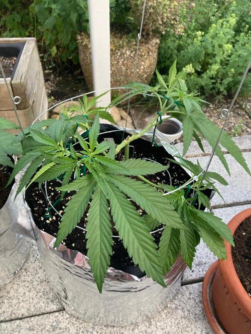 Melonade Runtz Outdoor. Week 8