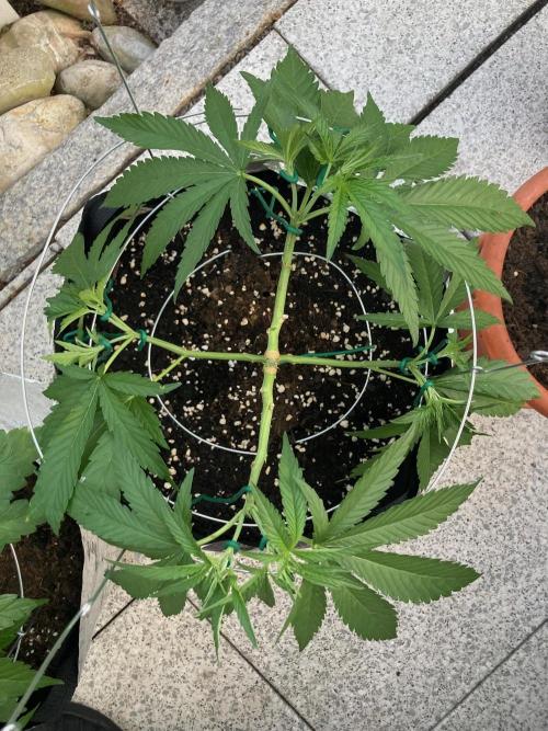 Melonade Runtz Outdoor. Week 8