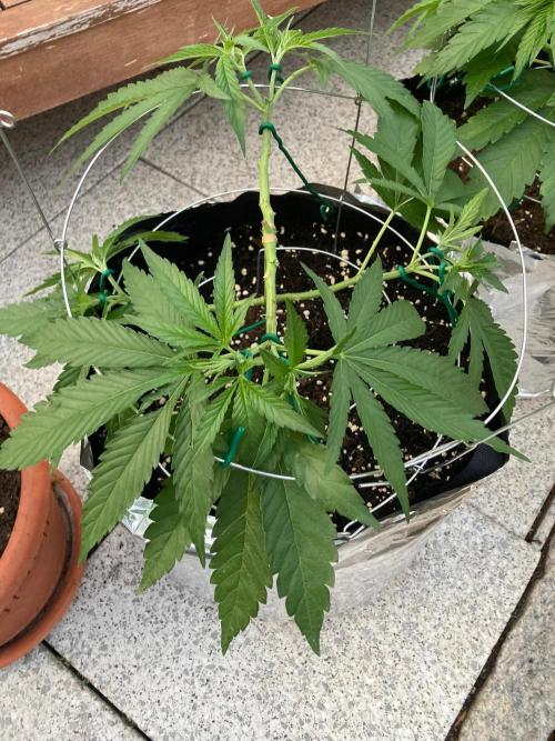 Melonade Runtz Outdoor. Week 8
