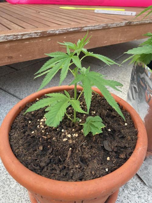 Melonade Runtz Outdoor. Week 8