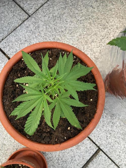 Melonade Runtz. Week 8