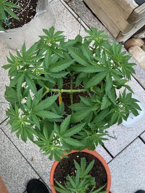 Dos Si Dos 33 Outdoor. Week 8