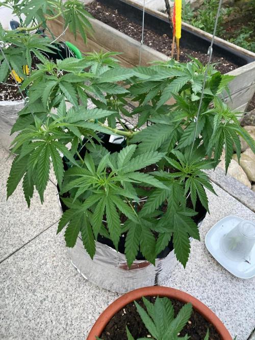 Dos Si Dos 33 Outdoor. Week 8