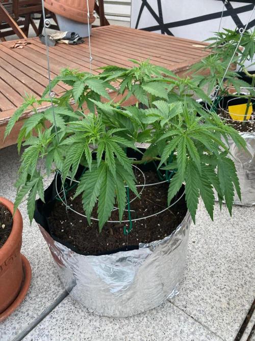 Dos Si Dos 33 Outdoor. Week 8