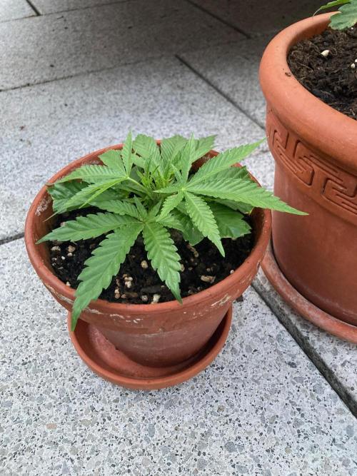 Dos Si Dos 33 Outdoor. Week 8