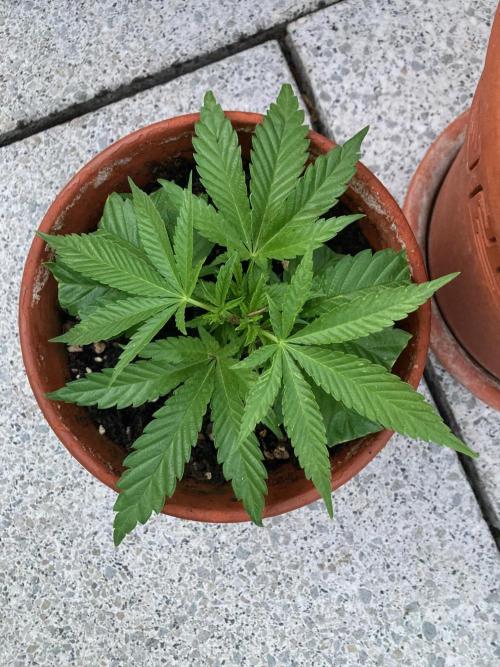 Dos Si Dos 33 Outdoor. Week 8