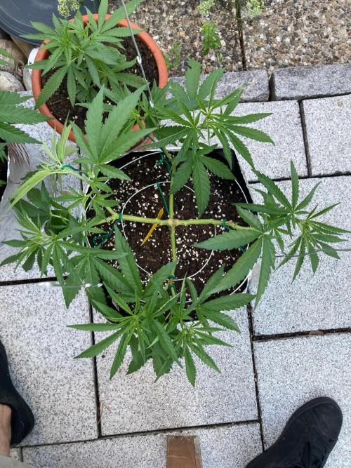 Melonade Runtz Outdoor. Week 9