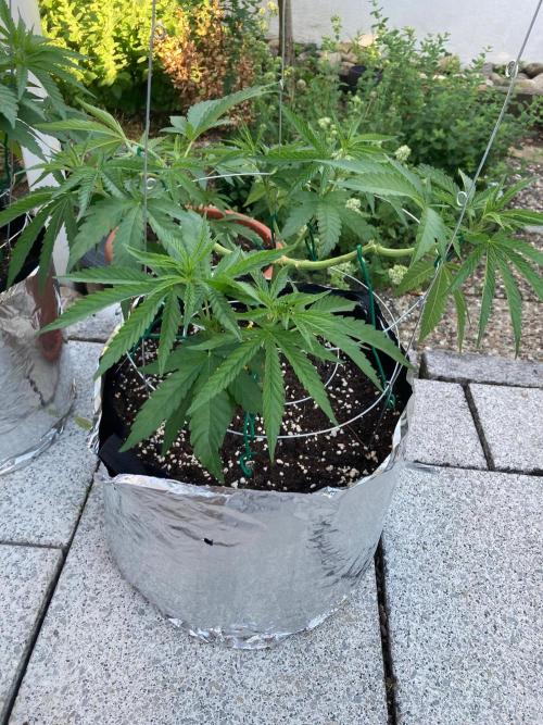 Melonade Runtz Outdoor. Week 9