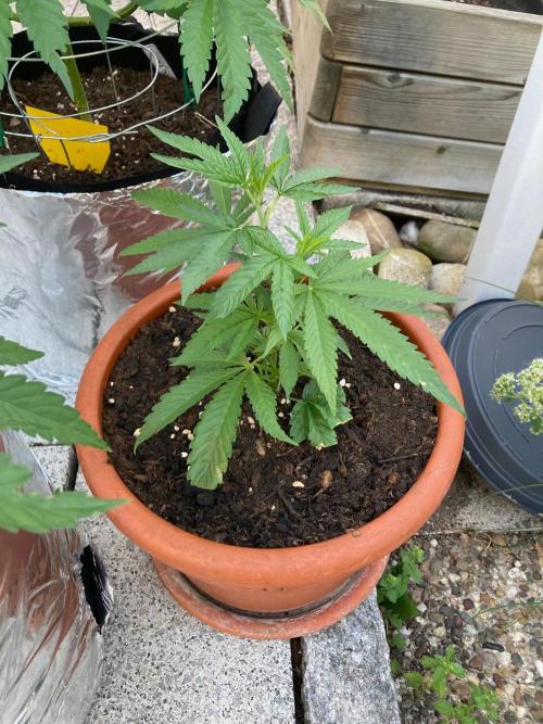 Melonade Runtz. Week 9