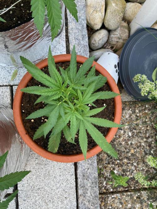 Melonade Runtz Outdoor. Week 9