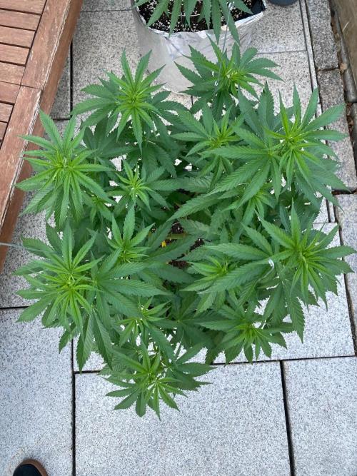 Dos Si Dos 33 Outdoor. Week 9 - Vor dem LST