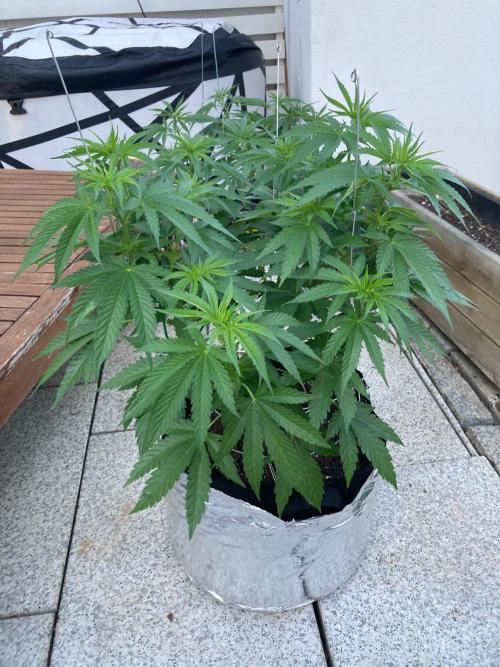 Dos Si Dos 33 Outdoor. Week 9 - Vor dem LST
