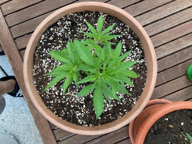 Dos Si Dos 33 Outdoor. Week 9