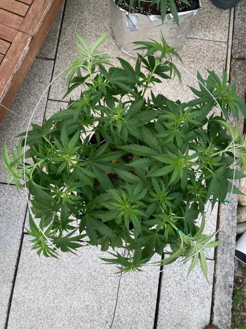 Dos Si Dos 33 Outdoor. Week 9 - Nach LST