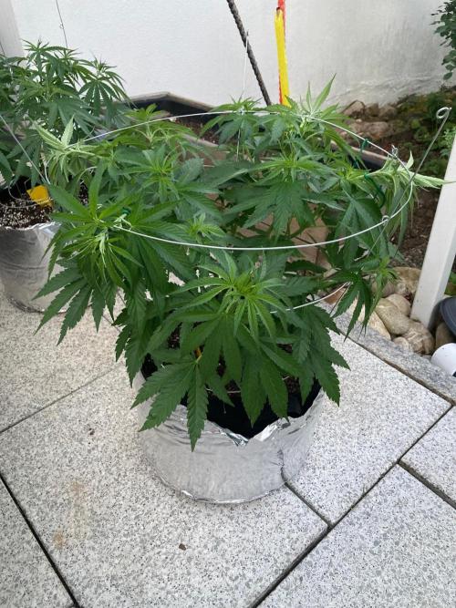 Dos Si Dos 33 Outdoor. Week 9 - Nach LST