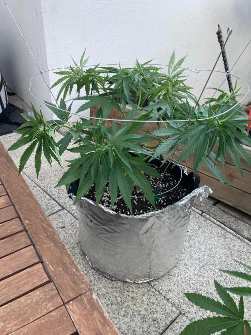 Melonade Runtz Outdoor. Week 10 -   