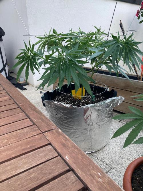 Melonade Runtz Outdoor. Week 10