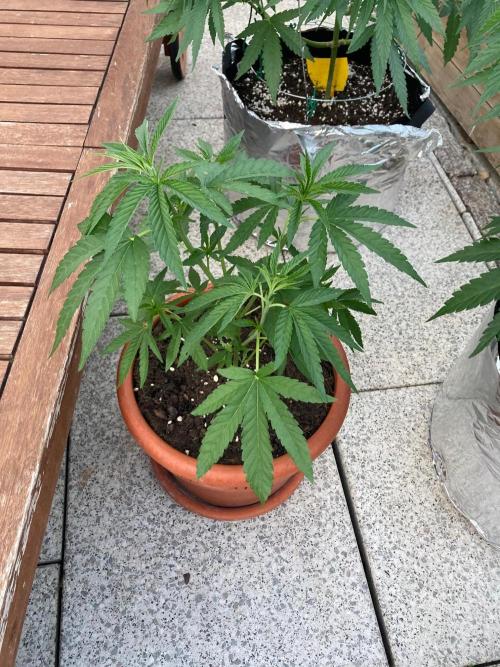 Melonade Runtz Outdoor. Week 10