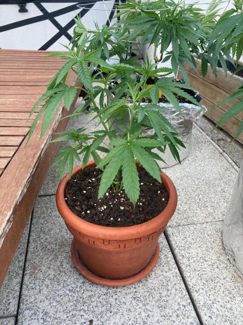 Melonade Runtz. Week 10