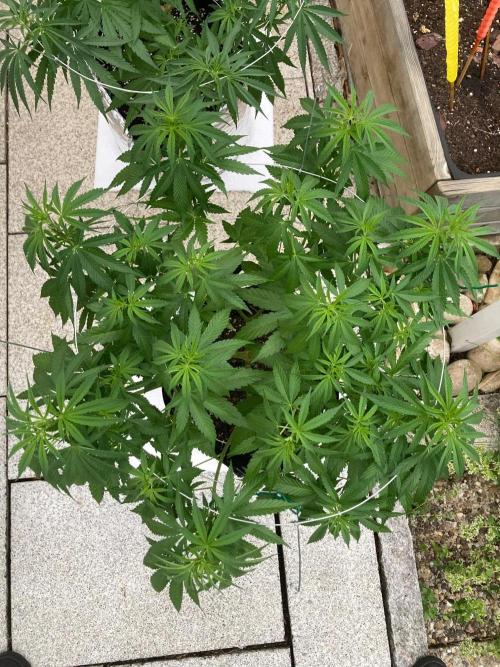 Dos Si Dos 33 Outdoor. Week 10