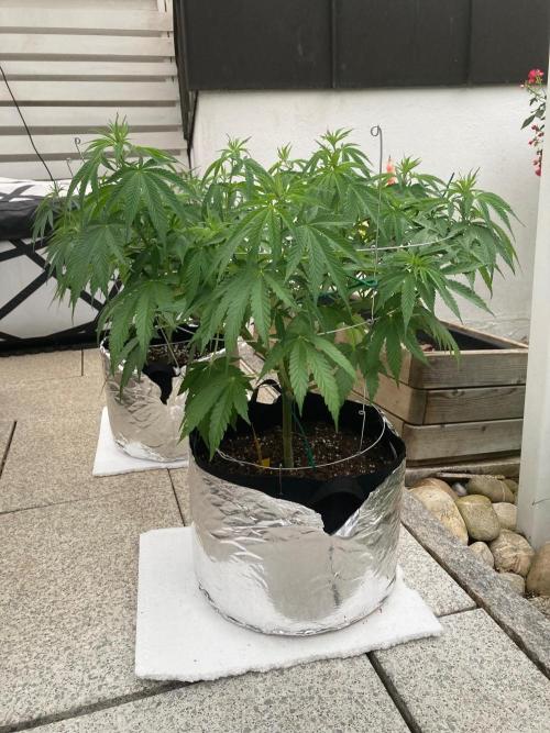 Dos Si Dos 33 Outdoor. Week 10