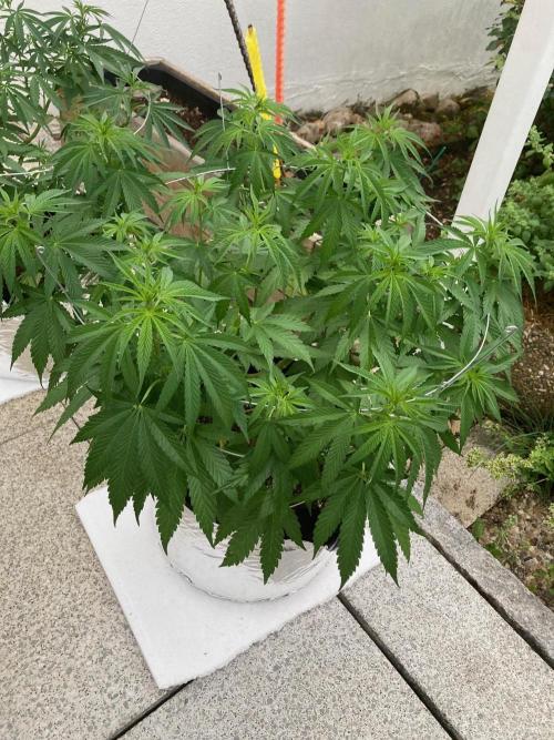 Dos Si Dos 33 Outdoor. Week 10