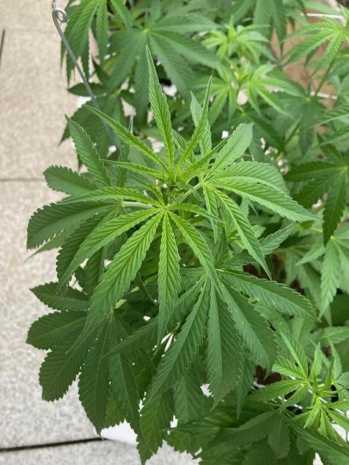 Dos Si Dos 33 Outdoor. Week 10