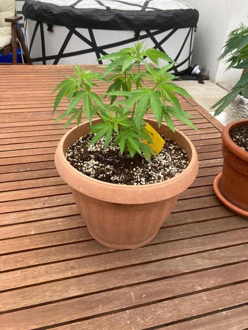 Dos Si Dos 33 Outdoor. Week 10