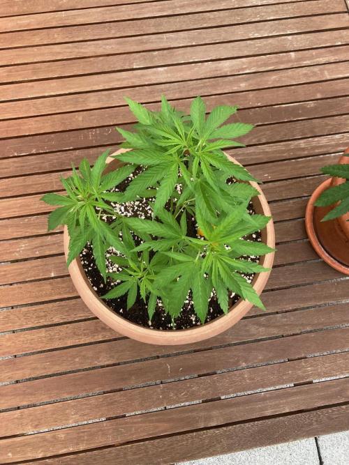 Dos Si Dos 33 Outdoor. Week 10