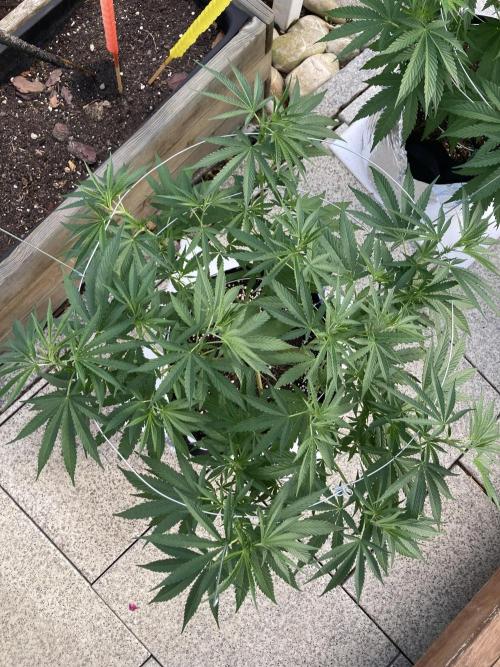 Melonade Runtz Outdoor. Week 11