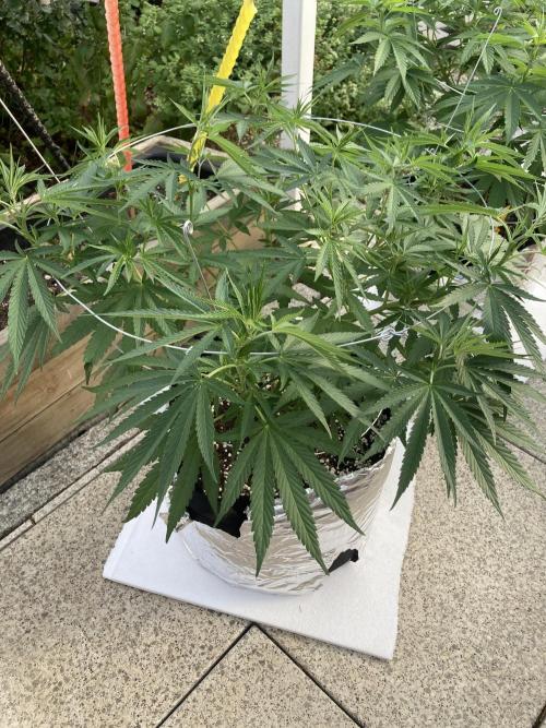 Melonade Runtz Outdoor. Week 11