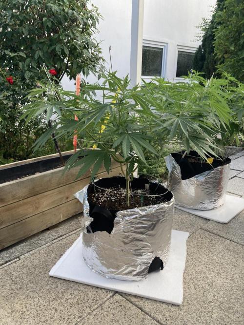 Melonade Runtz Outdoor. Week 11
