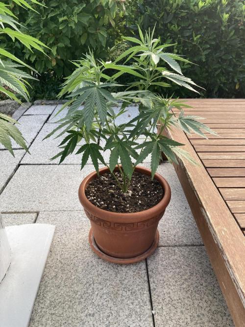 Melonade Runtz Outdoor. Week 11