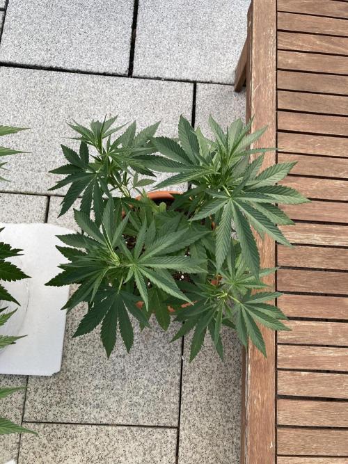Melonade Runtz. Week 11