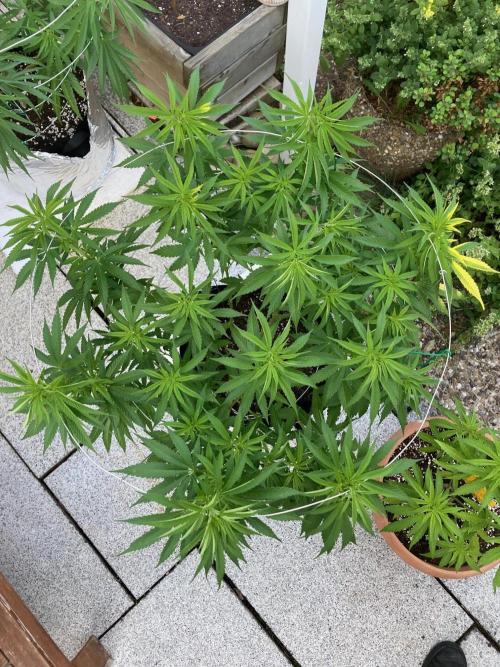 Dos Si Dos 33 Outdoor. Week 11