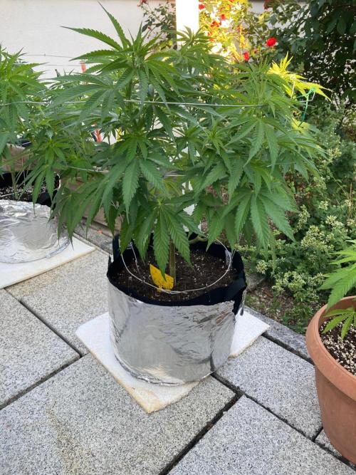 Dos Si Dos 33 Outdoor. Week 11