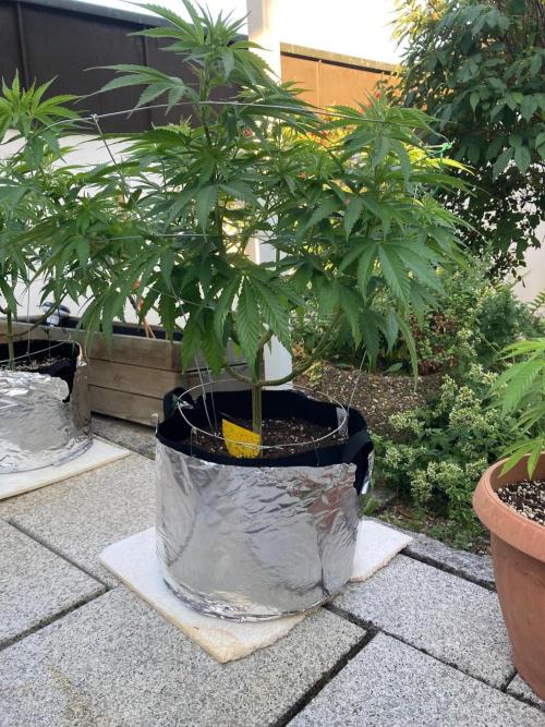 Dos Si Dos 33 Outdoor. Week 11