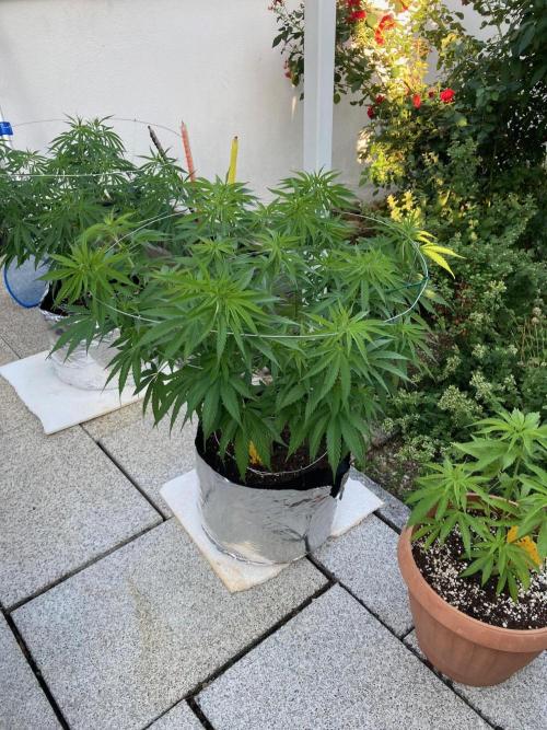 Dos Si Dos 33 Outdoor. Week 11
