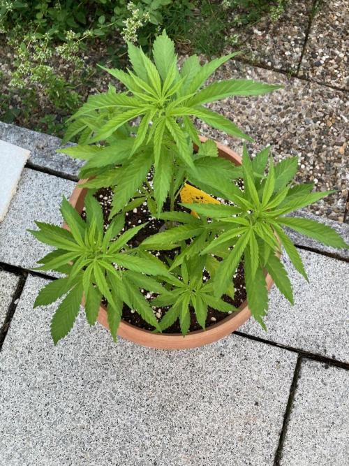 Dos Si Dos 33 Outdoor. Week 11