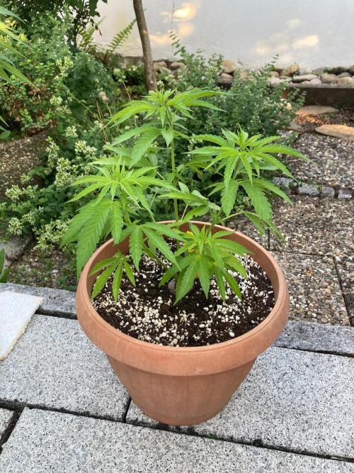 Dos Si Dos 33 Outdoor. Week 11