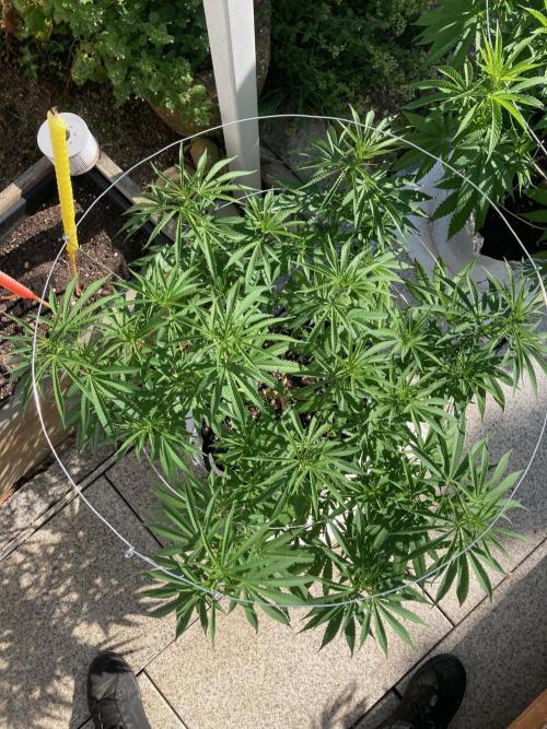 Melonade Runtz Outdoor. Week 12