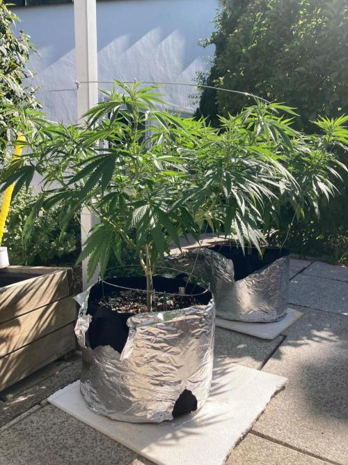 Melonade Runtz Outdoor. Week 12