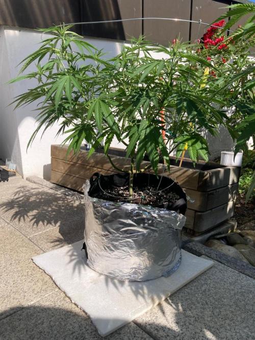 Melonade Runtz Outdoor. Week 12