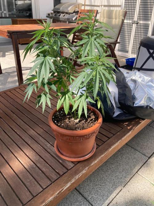 Melonade Runtz Outdoor. Week 12
