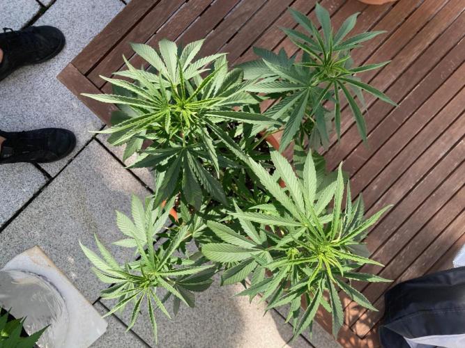 Melonade Runtz Outdoor. Week 12