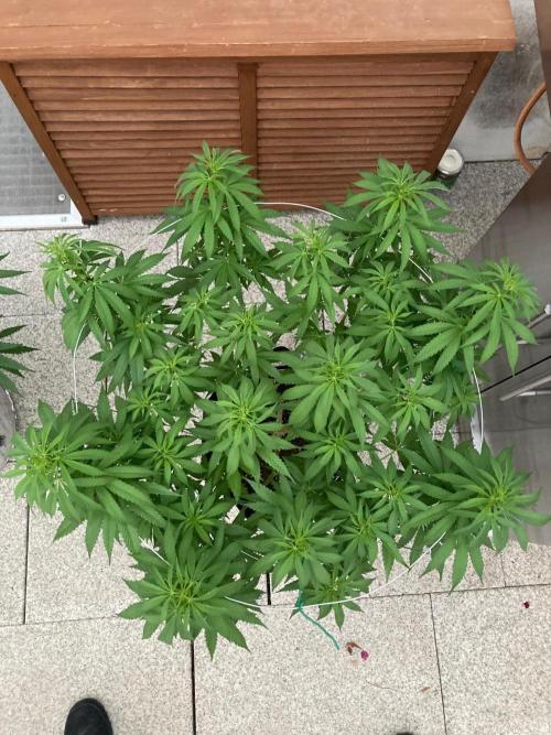Dos Si Dos 33 Outdoor. Week 12