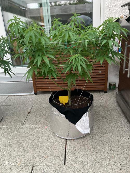Dos Si Dos 33 Outdoor. Week 12