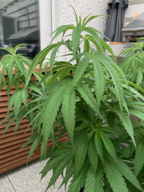 Dos Si Dos 33 Outdoor. Week 12