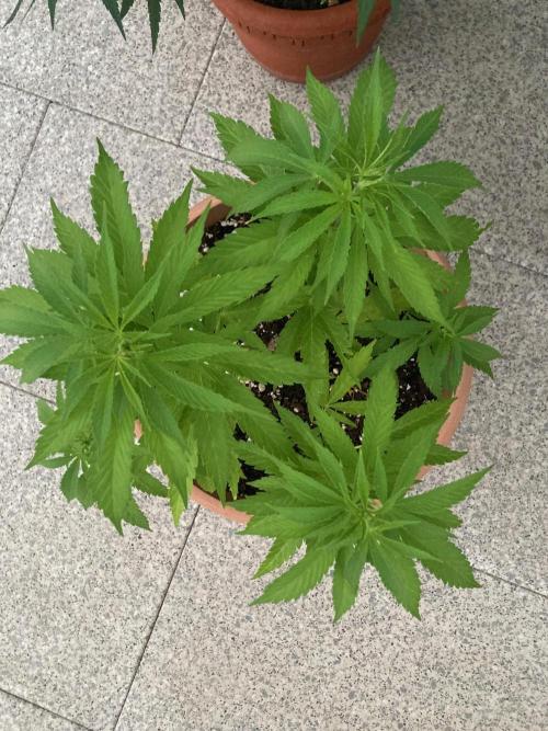 Dos Si Dos 33 Outdoor. Week 12